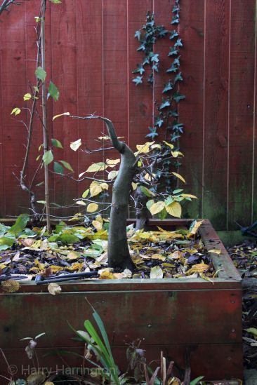 hornbeam bonsai